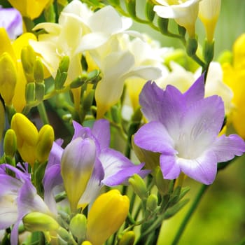 Beautiful flowers from the garden.