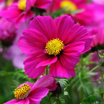 Beautiful flowers from the garden.