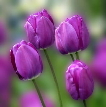 Beautiful flowers from the garden.