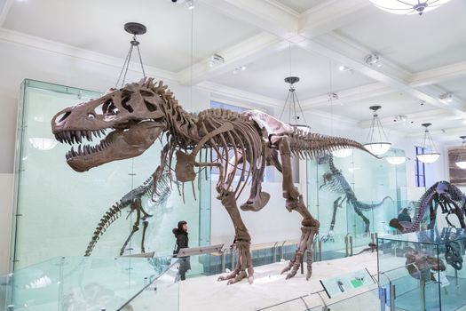 New York, United States of America - March 25: American Museum of Natural History holds large collection of prehistoric exhibits from all world. T-rex dinosaur skeleton exhibit on March 25, 2015.