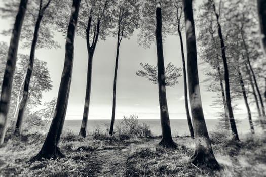 Photograph of a forest in spring.