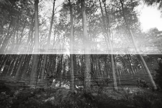 Photograph of a forest in spring.