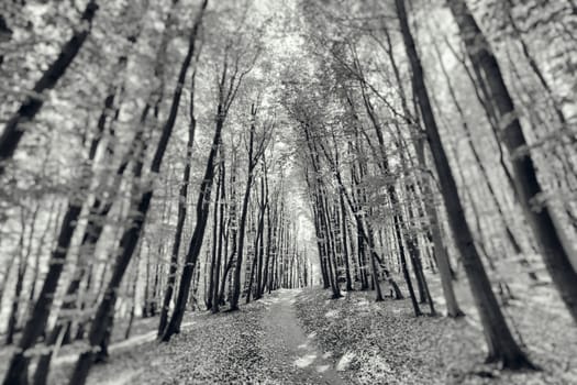 Photograph of a forest in spring.