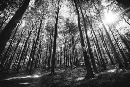 Photograph of a forest in spring.