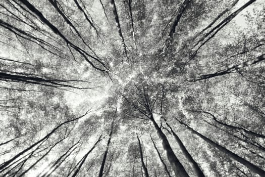 Photograph of a forest in spring.