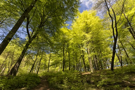 Photograph of a forest in spring.