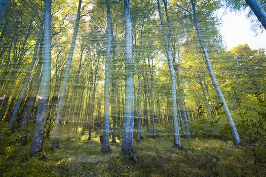 Photograph of a forest in spring.