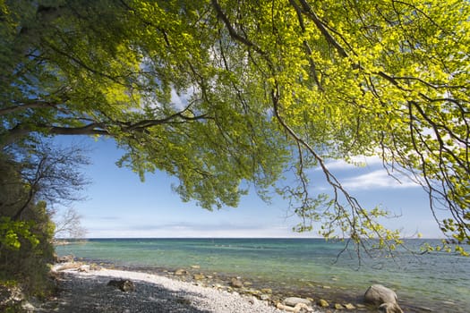 Photograph of a forest in spring.