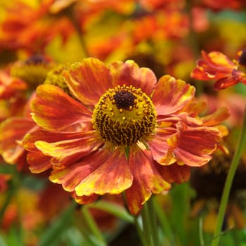 Beautiful flowers from the garden.