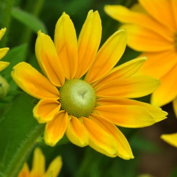 Beautiful flowers from the garden.