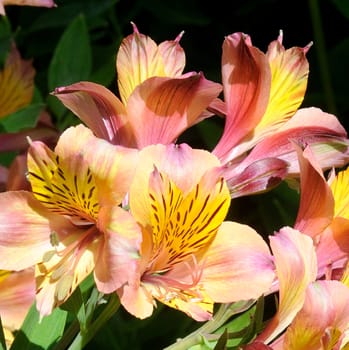 Beautiful flowers from the garden.