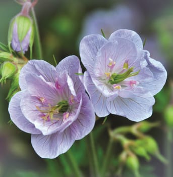 Beautiful flowers from the garden.