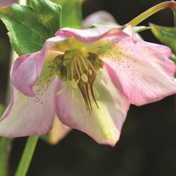 Beautiful flowers from the garden.