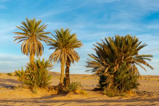 palm in the  desert oasis morocco sahara africa