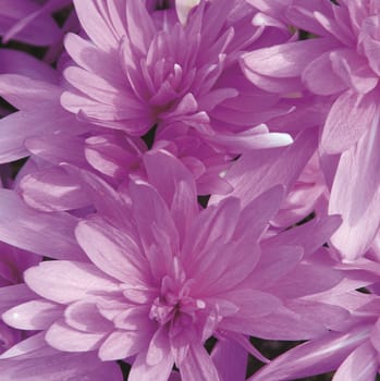 Beautiful flowers from the garden.