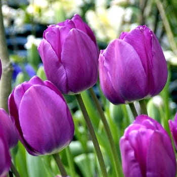 Beautiful flowers from the garden.