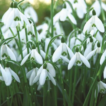 Beautiful garden flowers.