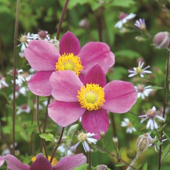 Beautiful garden flowers.