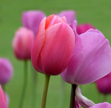 Beautiful garden flowers.