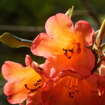 Beautiful garden flowers.