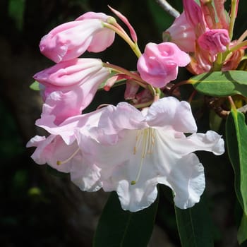 Beautiful garden flowers.