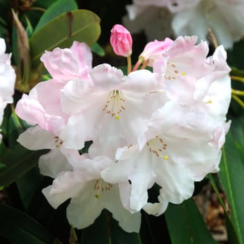 Beautiful garden flowers.