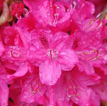 Beautiful garden flowers.