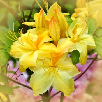 Beautiful garden flowers.