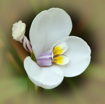 Beautiful garden flowers.