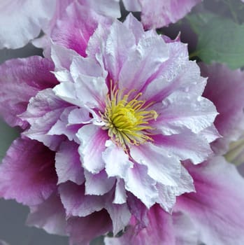 Beautiful garden flowers.