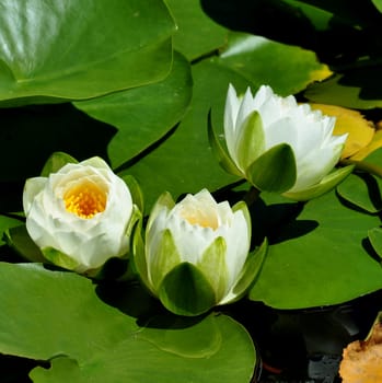 Beautiful garden flowers.