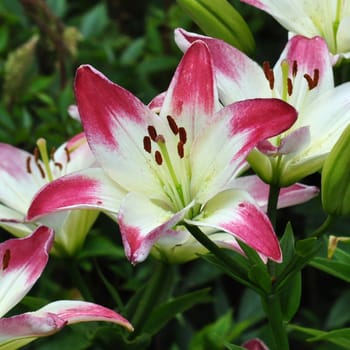 Beautiful garden flowers.