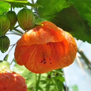 Beautiful florals from the garden.