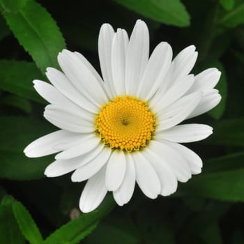 Beautiful florals from the garden.