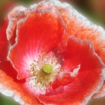 Beautiful florals from the garden.