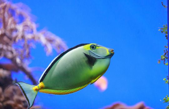 Naso tang fish, Naso lituratus, is found in the Indian and Pacific Ocean