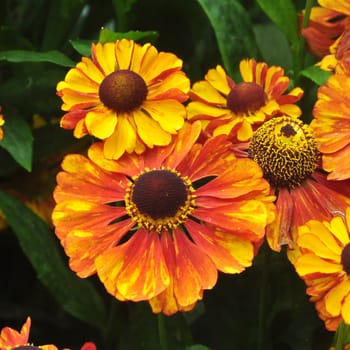 Beautiful florals from the garden.