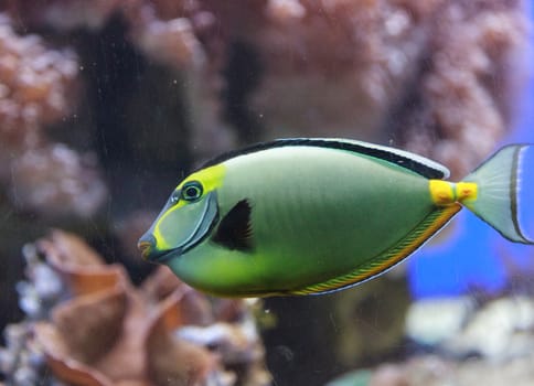 Naso tang fish, Naso lituratus, is found in the Indian and Pacific Ocean