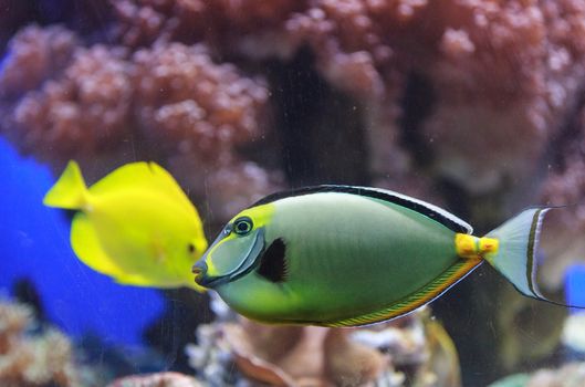 Naso tang fish, Naso lituratus, is found in the Indian and Pacific Ocean