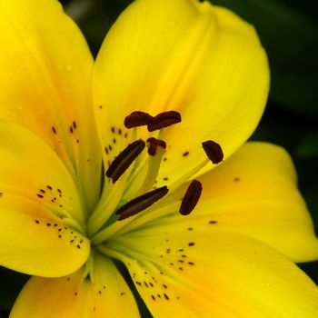 Beautiful florals from the garden.