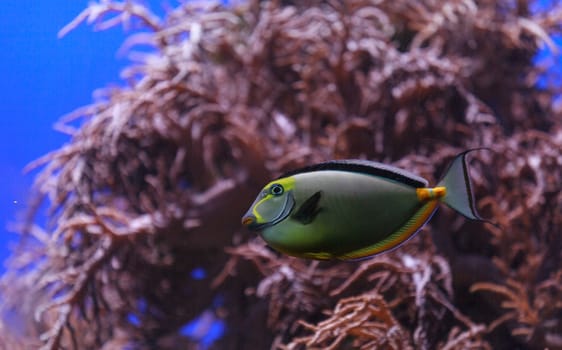 Naso tang fish, Naso lituratus, is found in the Indian and Pacific Ocean