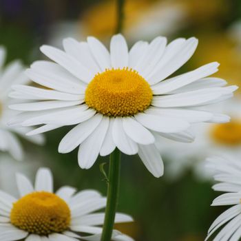 Beautiful florals from the garden.