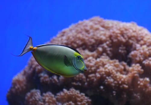 Naso tang fish, Naso lituratus, is found in the Indian and Pacific Ocean