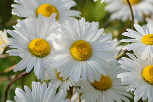 Beautiful florals from the garden.