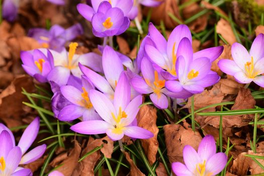 Beautiful florals from the garden.