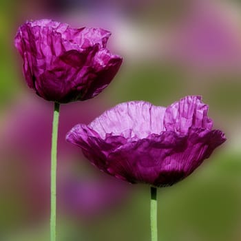 Beautiful florals from the garden.