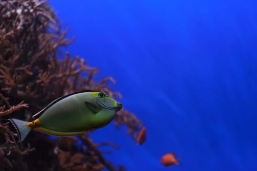 Naso tang fish, Naso lituratus, is found in the Indian and Pacific Ocean