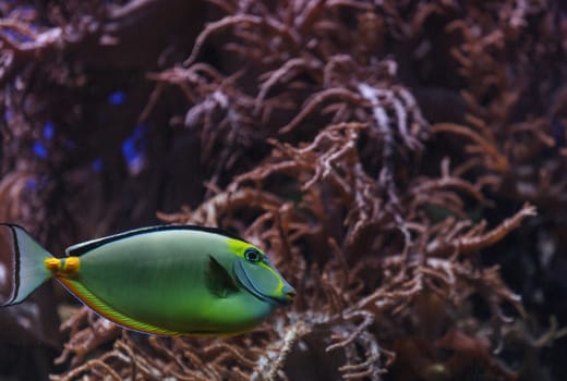 Naso tang fish, Naso lituratus, is found in the Indian and Pacific Ocean