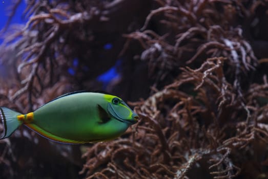 Naso tang fish, Naso lituratus, is found in the Indian and Pacific Ocean