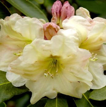 Beautiful florals from the garden.